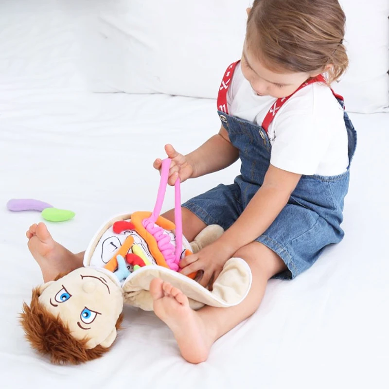 Cuerpo de peluche de felpa para ni&ntilde;os, cuerpo humano, juguete de anatom&iacute;a, mu&ntilde;eca de felpa para ense&ntilde;anza de ciencia, herramienta de ayuda, juguetes educativos-3