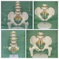 female pelvis with two lumbar vertebrae model human skeleton model pelvis model lumbar femur