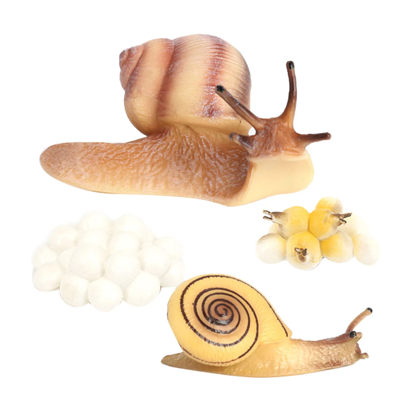 

Four Stage Nature Insect Growth Cycle Model Life Cycle of Snail Biology Toys