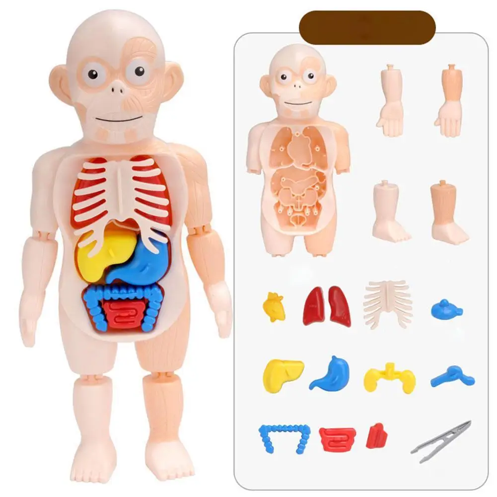 

Human Organ Model DIY Assembled Toy Science And Education Enlightenment Experiment Teaching Aid Teaching Props For Children