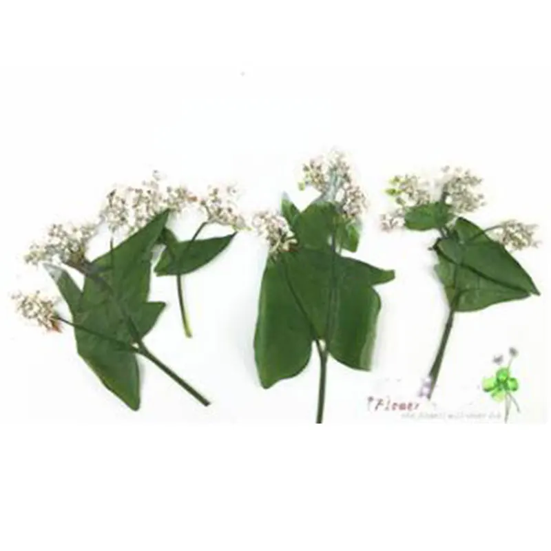 8 шт. реальные фотоцветы цветочные растения цветная трава для сделай сам