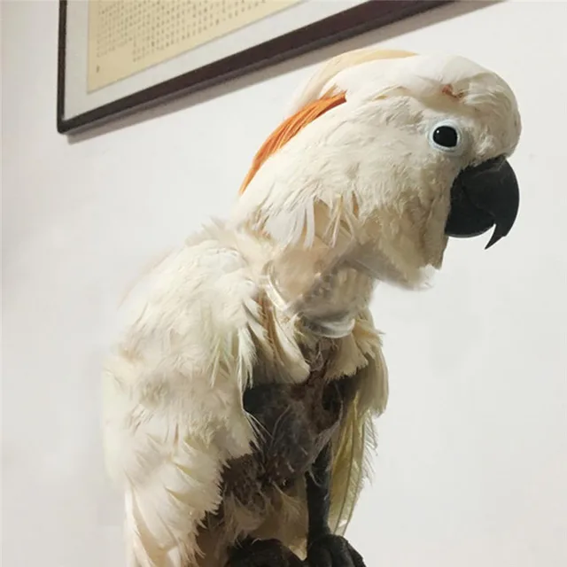 2022 New Transparent Color Bird Protection Collar Parrot Anti-Bite Feather Bird Collar Anti-Feather Picking Ring Pet Supplies 4