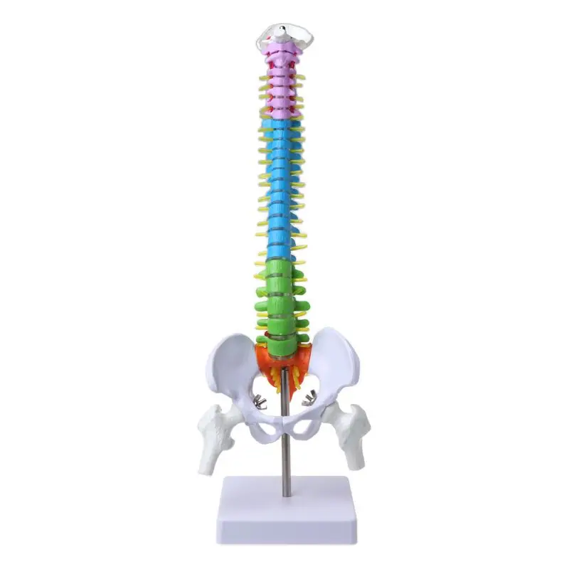 

45cm Flexible Human Spinal Column Vertebral Lumbar Curve Anatomical Model Anatomy Spine Teaching Tool
