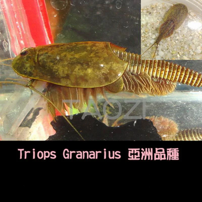 Triop-huevos de acuario para ni&ntilde;os, Juguetes De ciencia para Navidad, divertidos, 45 huevos/lote, 2020, 80mm de longitud-2