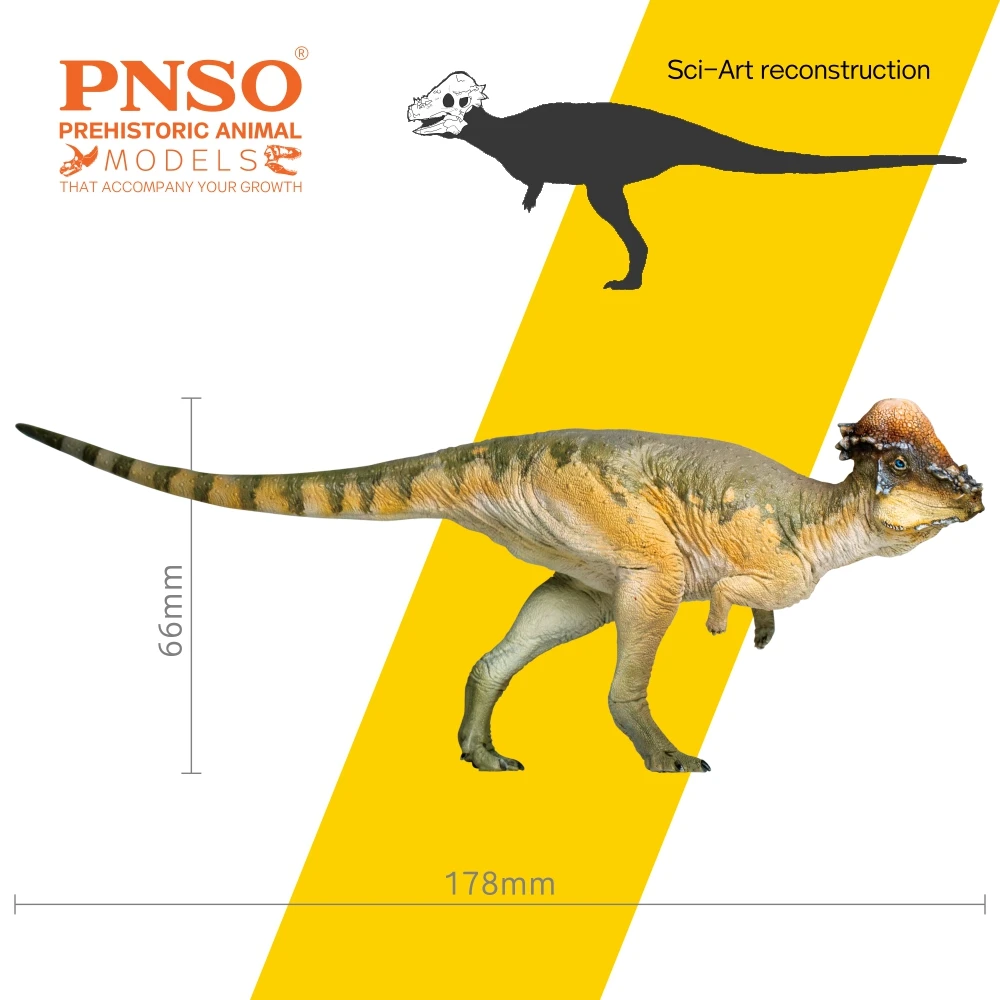PNSO-dinosaurio prehistorico, modelos: 46, Austin, el paquicefalosaurio-2