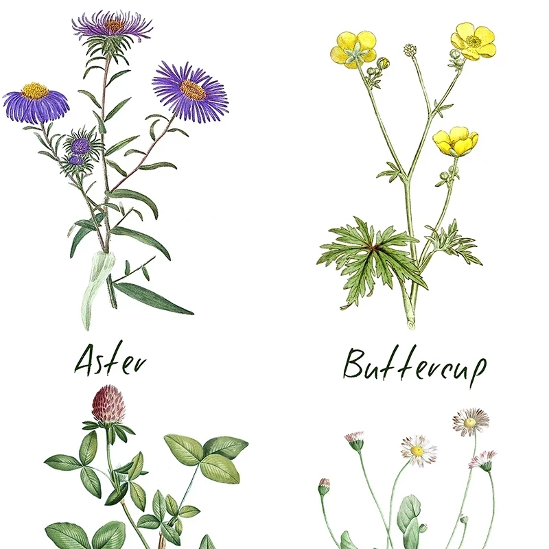 

Meadow Flowers Chart Canvas Painting Plant Flower Species Botanical Educational Poster Print Wall Art Picture Kids Room Decor