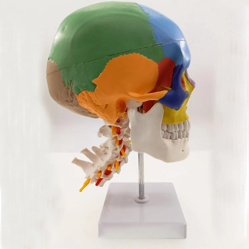 Анатомия человека анатомическая модель скелета для продажи Череп с цветными