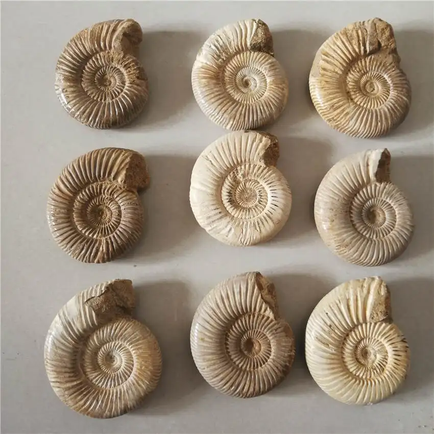 Натуральные Большие DOUVILLEICERAS аммонит FOSSIL раковины \ 150-200 г