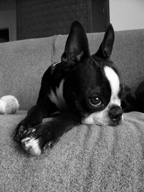 

DIY embroidery, 5D,diy diamond painting,Boston Terrier cross stitch, 3D, diamond mosai Pet dog Family decorative painting