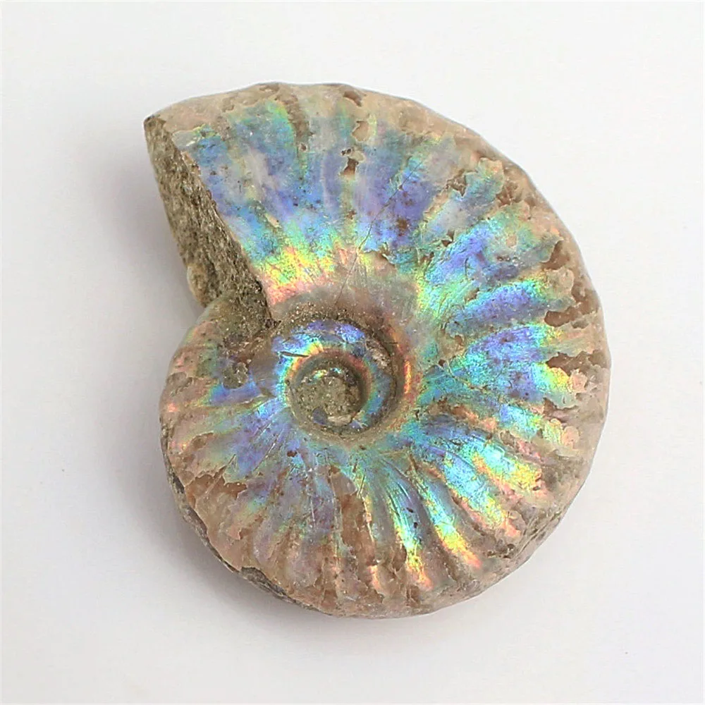 1pc Natural Immemorial Ammonite Fossil Shell Colorful Collection Diy Mineral Specimen Healing | Дом и сад