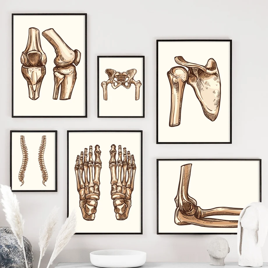 Картина на холсте легкие палец Череп костные суставы Анатомия человека