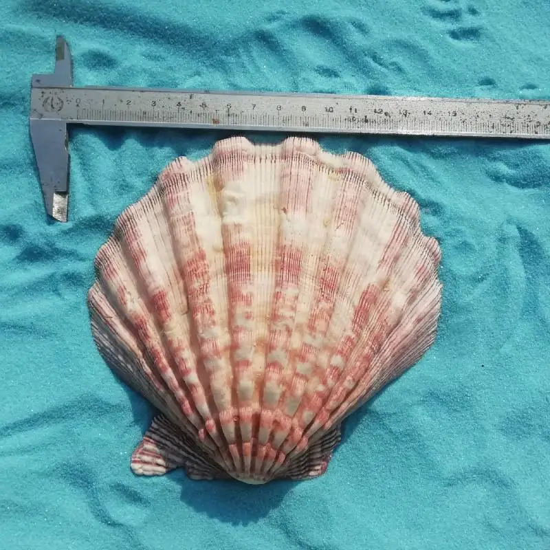 13 15 см толстый большой гребешок ракушки украшения дома Реквизит фотография блюдо