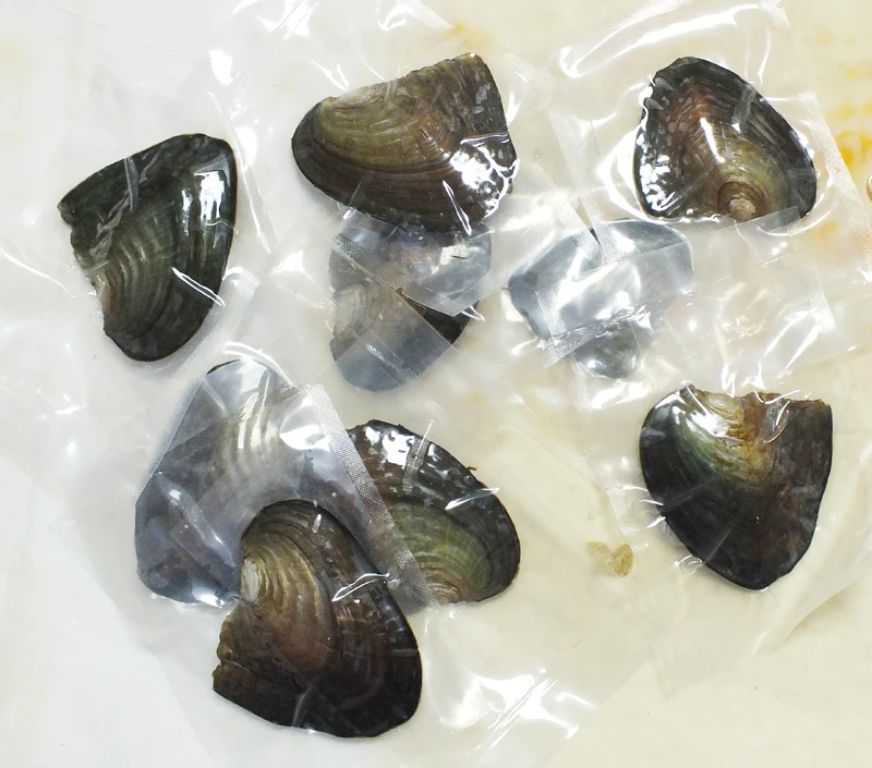 The most classic gift and the cheapest ! free delivery 100pcs Freshwater Vacuum-pack Oyster Wish Pearls. AAA 6-7 mm pearl | Украшения и