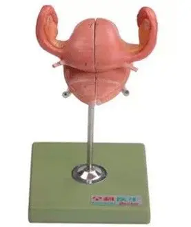 uterus vaginal anatomical bladder Fallopian tubes and ovaries model 8*11*8.5cm
