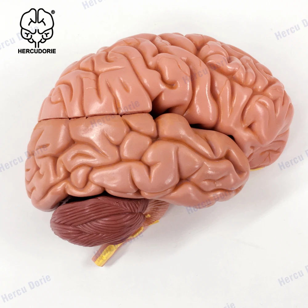 

8- Scientific Deluxe | 41