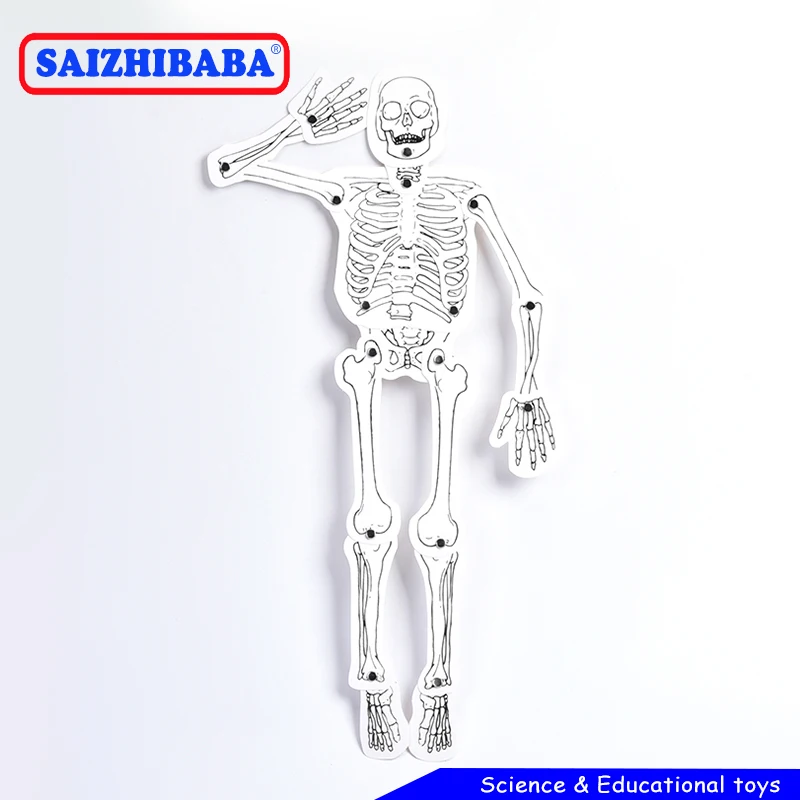 Модель Saizhibaba игрушка сделай сам модель человеческого скелета детские игрушки