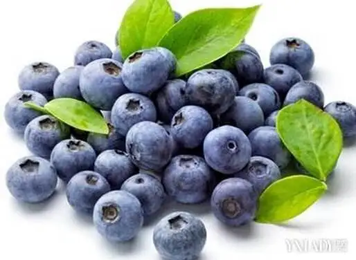 

100% Natural Blueberry Extract Powder,Organic Wild Blueberry Powder,Lan Mei,Strengthening The Immune System,Improve Vision