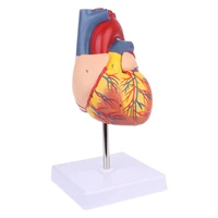 disassembled anatomical human heart model anatomy medical teaching tool