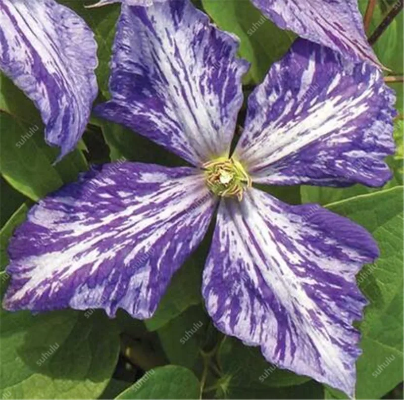 100 шт. искусственных клематов |