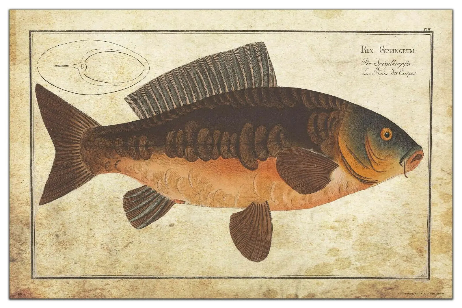 

Vintage Carp Fishing Lures ART SILK POSTER Decorative Wall painting 24x36inch