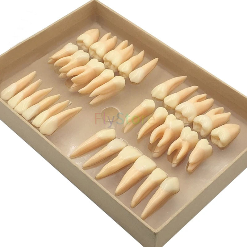 32Pcs Tooth model 2.5 times carved teeth 32 teeth dental model teaching model