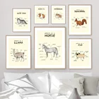 Скандинавская живопись мопса, собака, альпака, лошадь, анатомия, плакаты и принты, настенное искусство, холст, картины, ветеринарная больница, украшение для дома