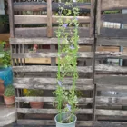 U-образная подставка для вьющихся растений, для полевых Горшков и растений, ежемесячная подставка для вьющихся растений