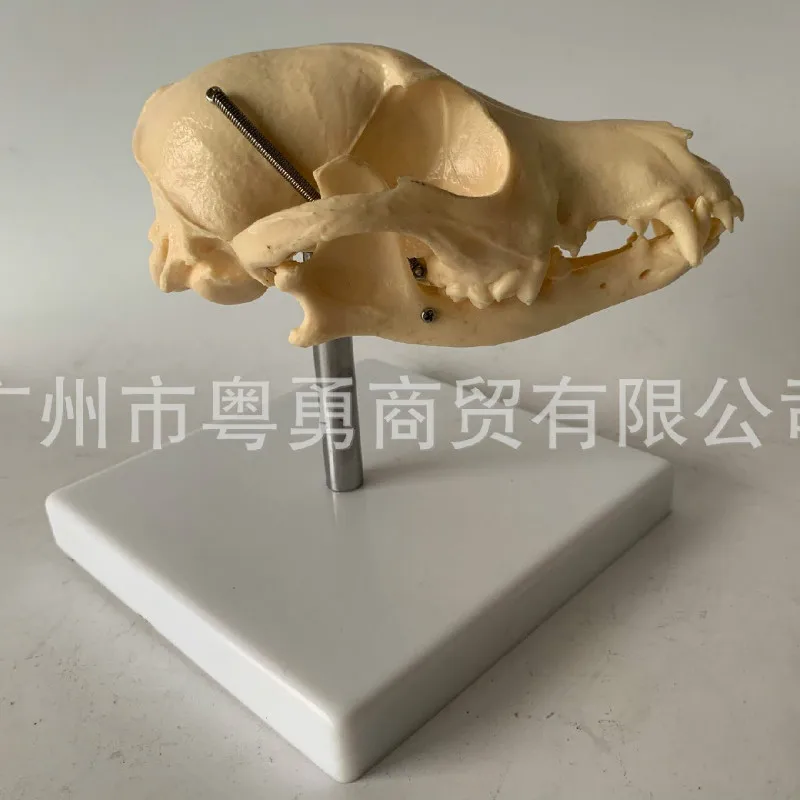 

Модель черепа собаки, подвижная, натурального размера, обучающая демонстрационная модель