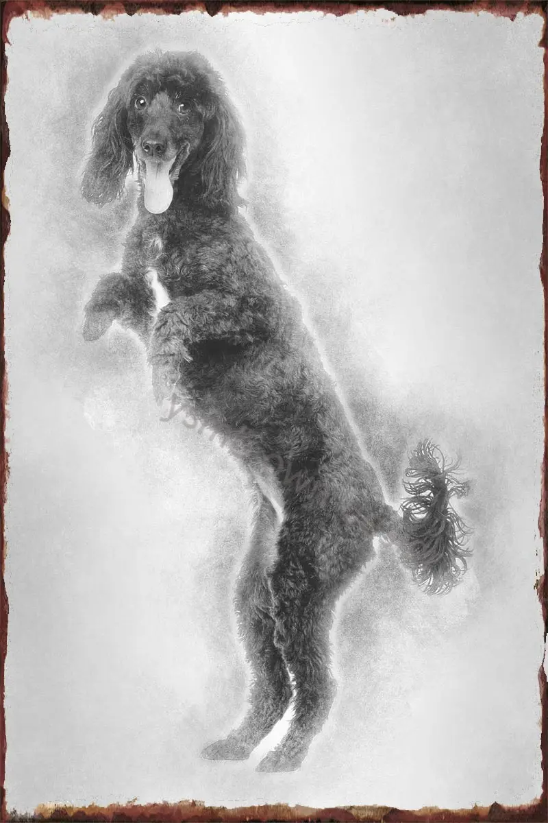 

Poodle 5 Years Old Tin Plates Wall Decor Room Decoration Retro Vintage Metal Sign Tin Sign For Art Man Cave Cafe Pub Home Club