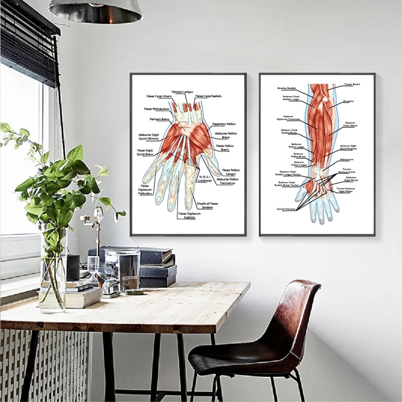 

Human Muscular System Anatomy Poster Hand Palm Muscle Education Biological Board Prints Doctor Office Wall Art Canvas Painting
