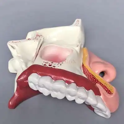 Носовая полость анатомическая модель структура носа форма ЛОР медицинское