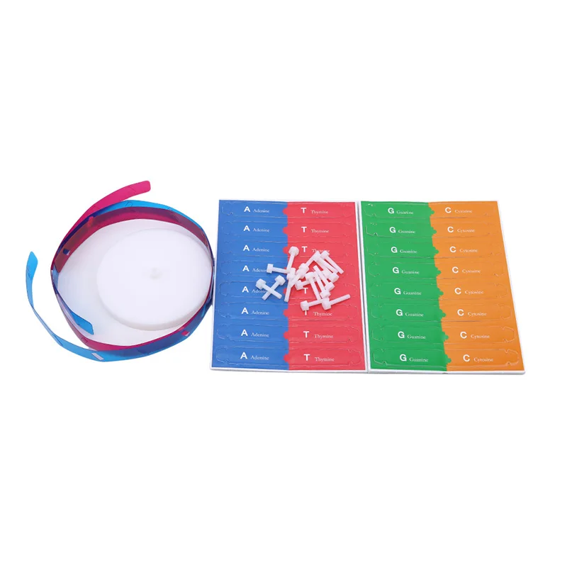 Children Educational Toy Dna Double Helix Science Ularization Teaching Models Tools For Kids Test Kit 1 Set | Игрушки и хобби