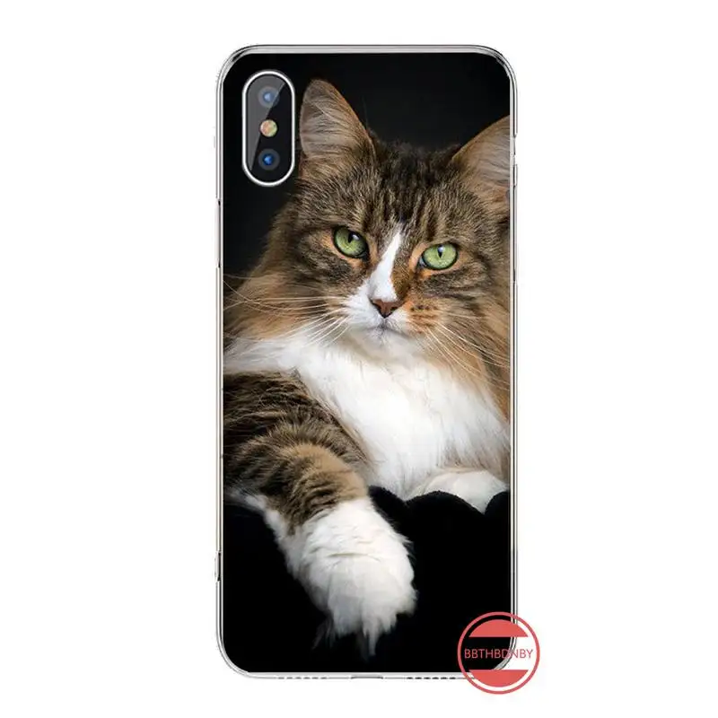 

pet maine coon cat animal Phone Case For iphone 12 5 5s 5c se 6 6s 7 8 plus x xs xr 11 pro max