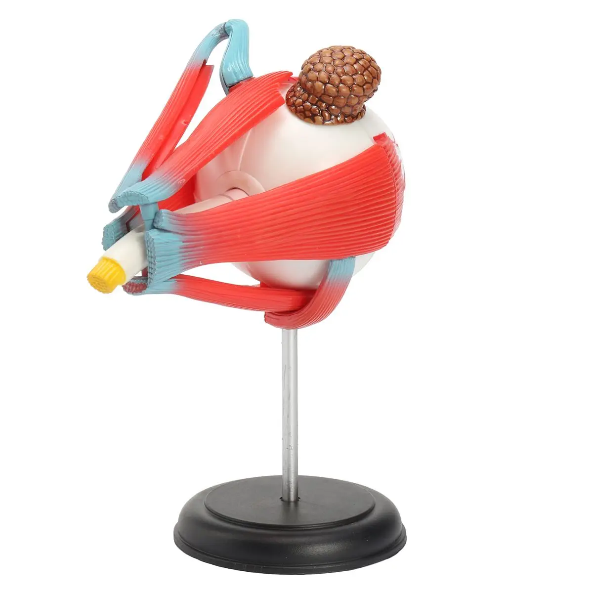 Мяч для глаз Science модель школьные развивающие человеческие глаза обучающий