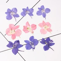 120pcs pressed dried consolida ajacis petal flower plant herbarium for nail art make up jewelry bookmark phone case card diy