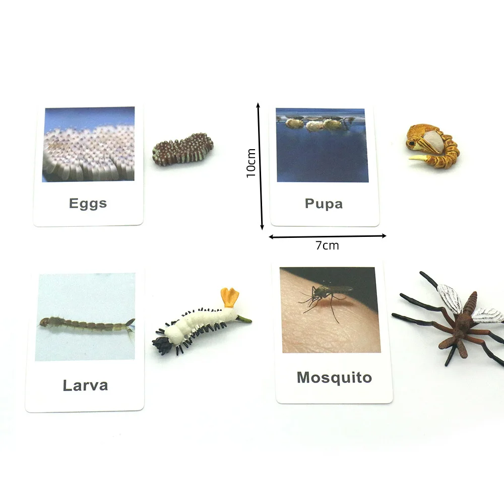 

Life Cycle 3-Part Cards Objects Set Montessori Baby Words Learning Toys Educational Toys For Toddlers Juguetes Montessori A0944H