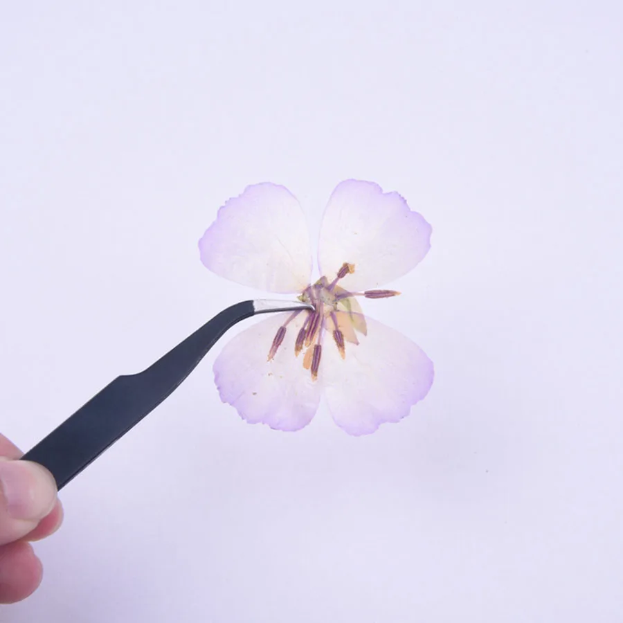 6pcs 4-5cm Pressed Dried Godetia Flowers Plants Herbarium For Jewelry Postcard Phone Case Photo Frame Bookmark Craft DIY | Дом и сад