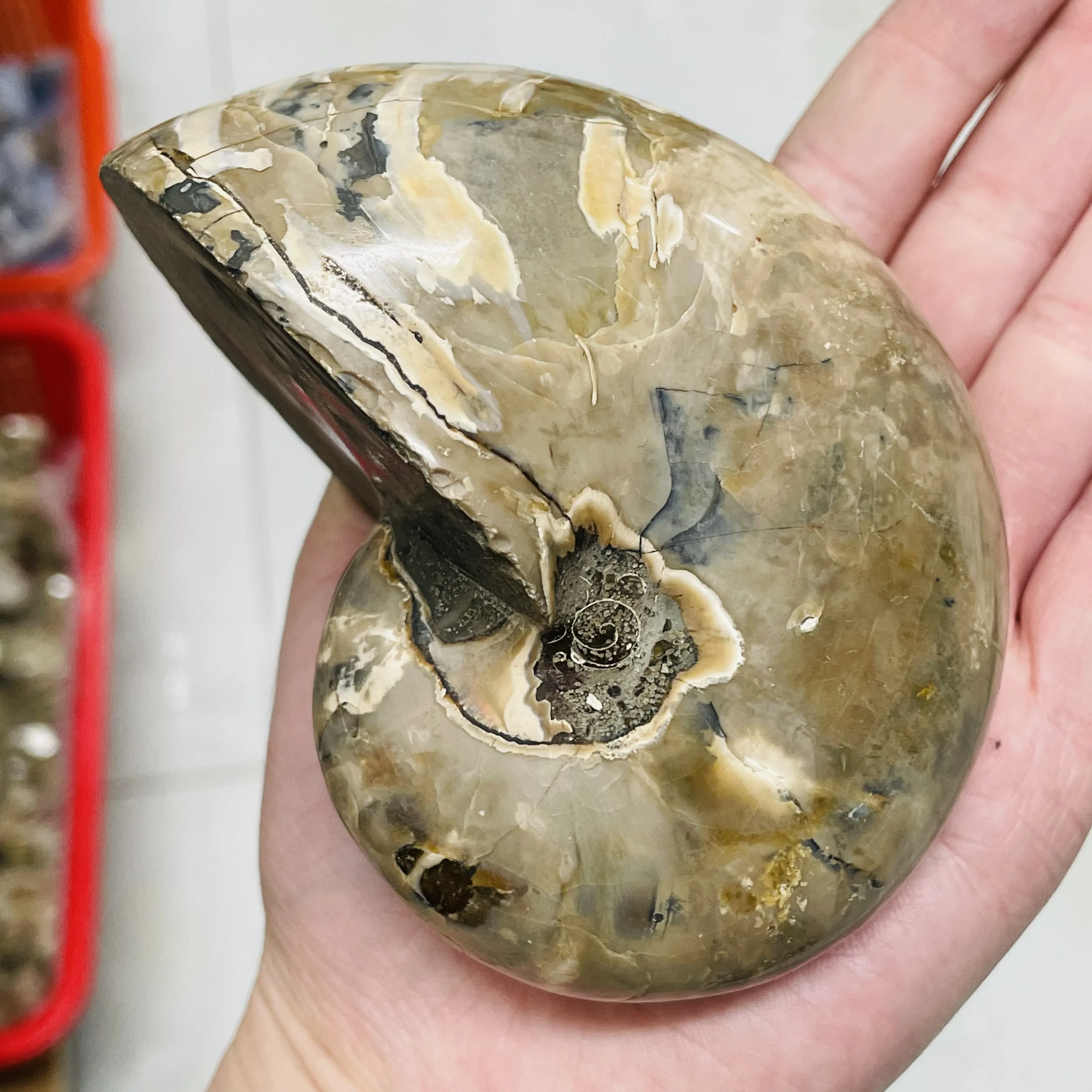 

Natural Lenience Polished Fossil Ammonite Conch Madagascar Mineral Specimen