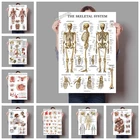 Плакат Анатомия человека, Мышечная система, арт-принт, изображение человеческого тела, медицинское образование, украшение для дома, Картина на холсте, M216