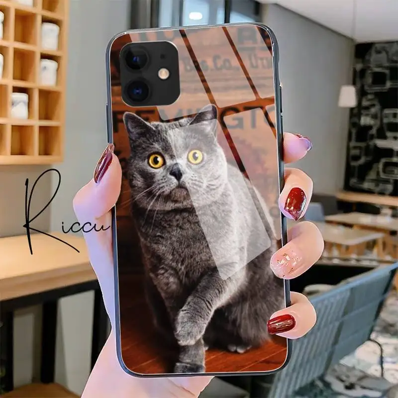 

British shorthair cat Phone Case Tempered Glass For iPhone 11 Pro XR XS MAX 8 X 7 6S 6 Plus SE 2020 12 Pro Max Mini case