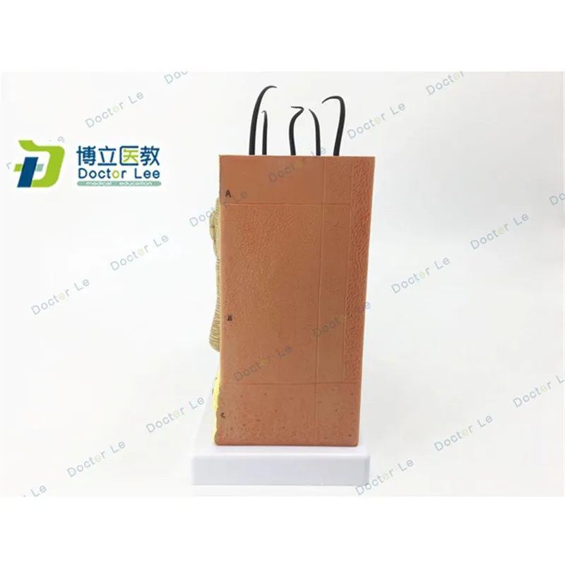 Модель кожи увеличенная анатомическая модель в 50 раз для научных классов