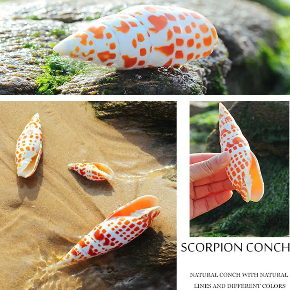 

Natural Orange Conch Shell Pen Snail Household Aquarium Pencil Shell Landscaping Home Decoration 7-9cm