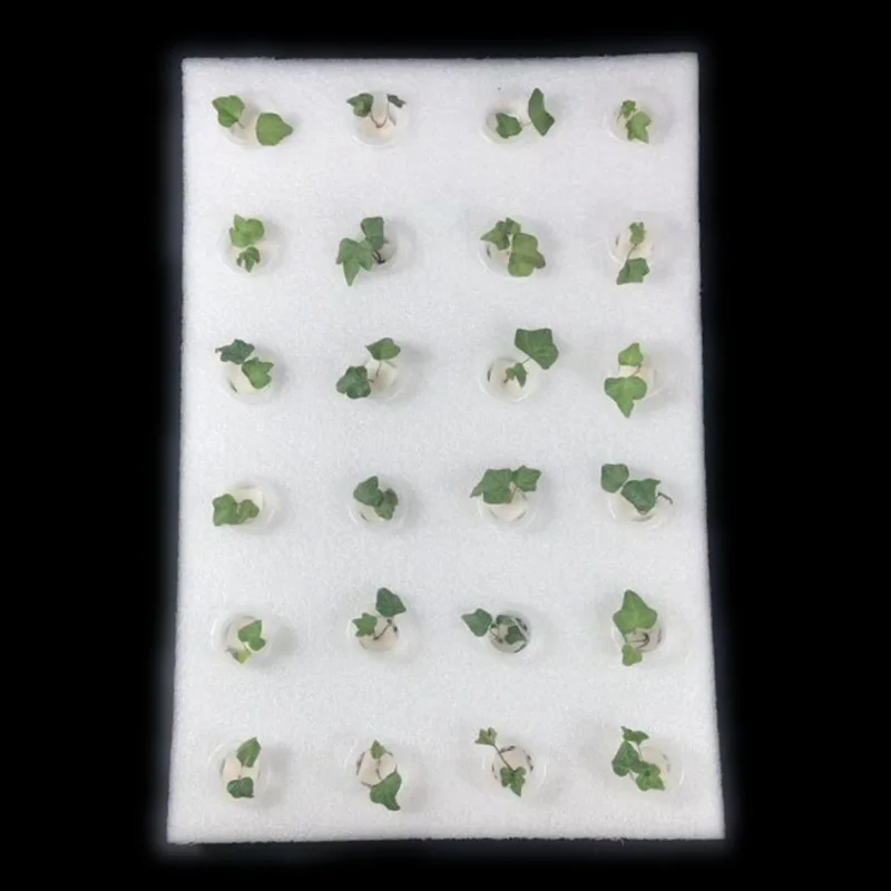 1 шт. 60*40 см пенопластовая доска Soilless культивационное оборудование в теплице плавающий плантатор с отверстиями для гидропонных овощей