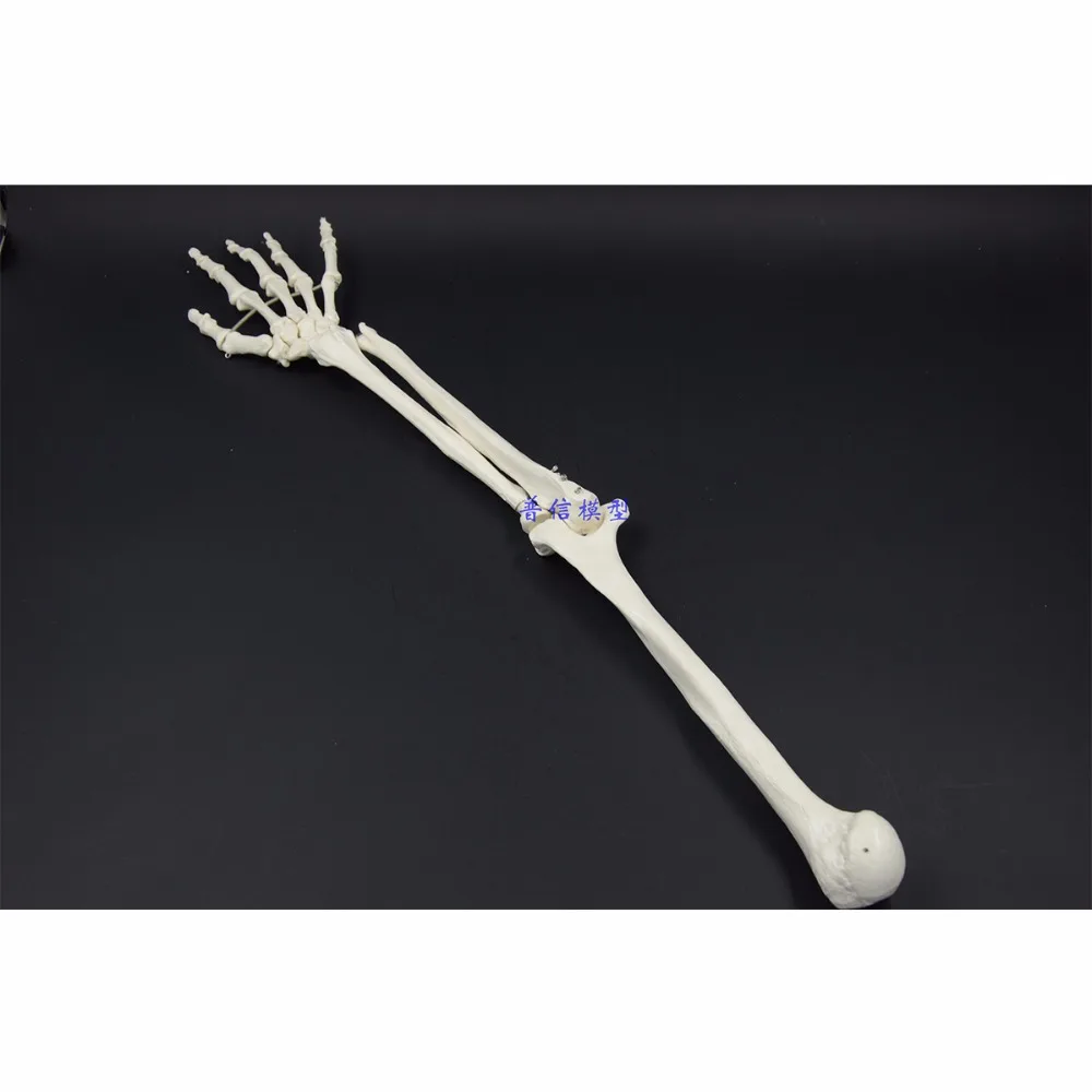 4D 1:1 модель костей человека рука взрослого из верхней конечности и радиус руки