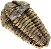 authentic large arthropod trilobite fossil from morocco marine trilobita calymene for fossil collections and education purposes
