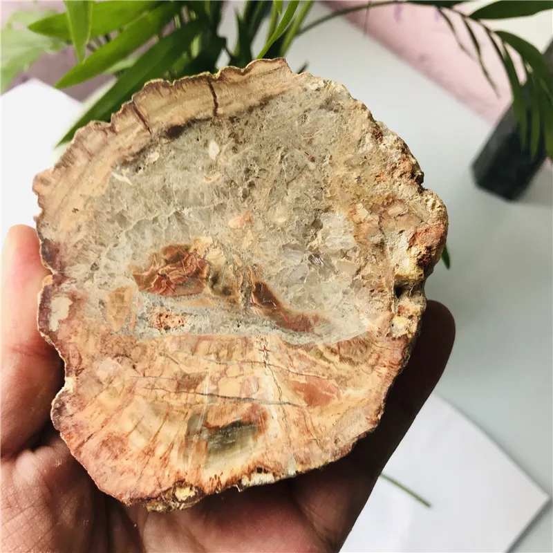 

natural crystal Petrified wood piece ore specimens for decorative collection