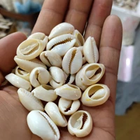 20pcs 18mm20mm natural cowry shell loose beads pendants for jewelry making diy crafts