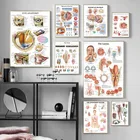 Человеческие органы Анатомия диаграмму Плакаты и принты шелковые печатные картины арт Настенная картина домашний декор для клиники украшение для классной комнаты