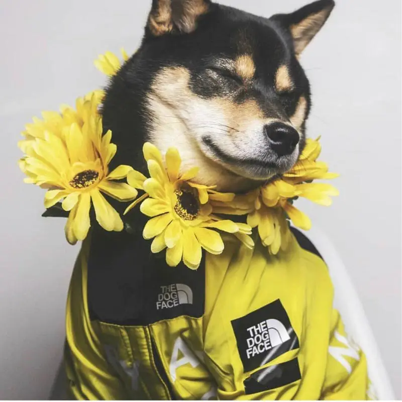 Одежда для домашних питомцев с лицом собаки, уличная куртка, водонепроницаемое пальто для собаки, дождевик для собаки, светоотражающая одеж...