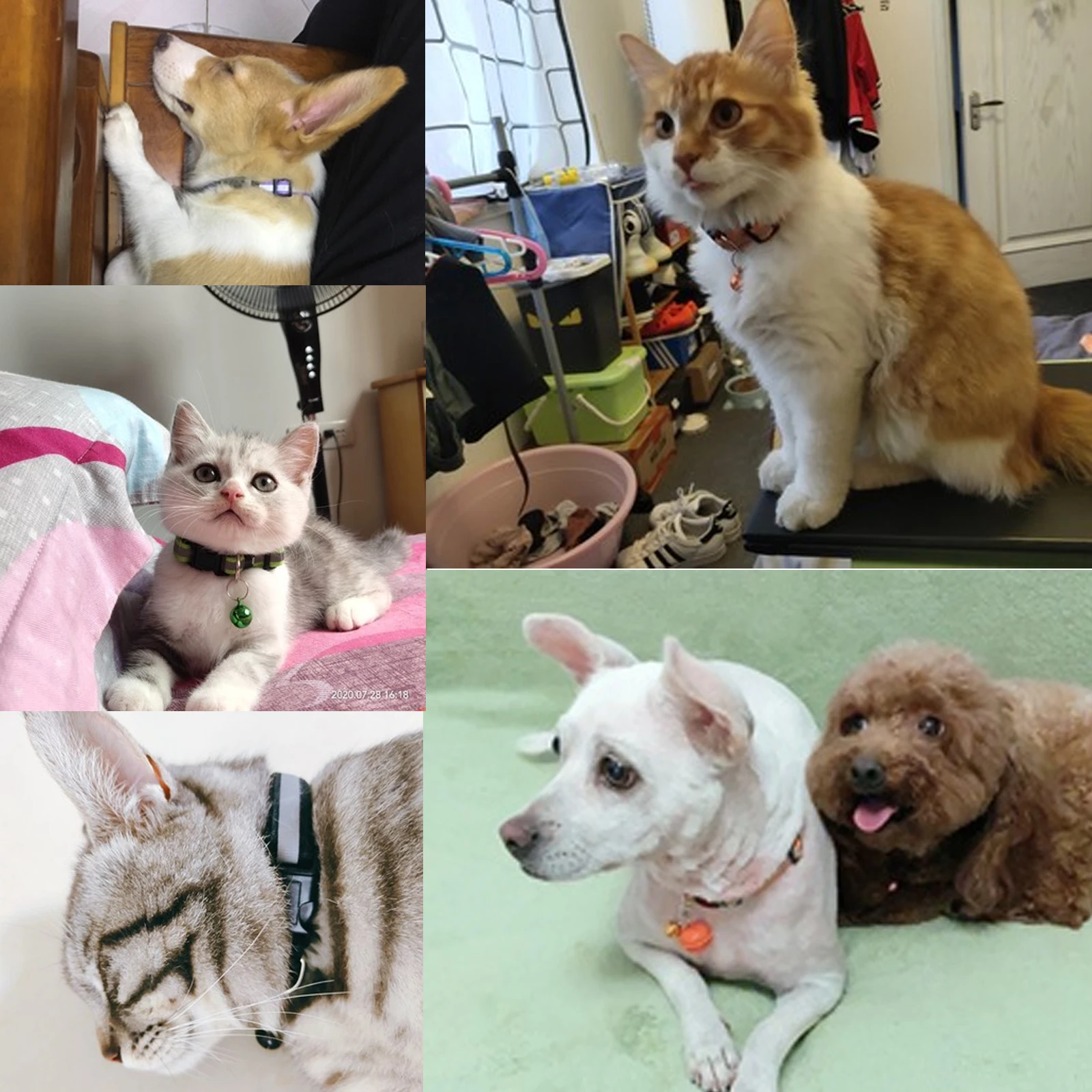 

6 Colors Dogs Bells Collars Adjustable Nylon Buckles Fashion Reflective Pet Collar Cat Head Pattern Supplies For Accessories